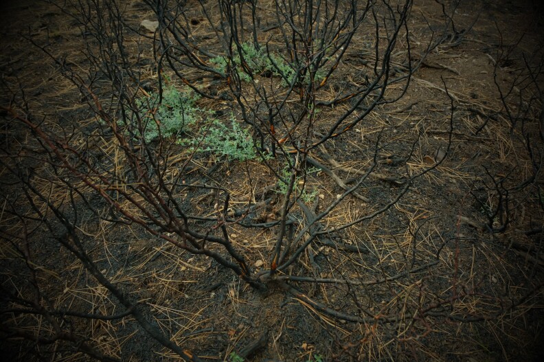 A tree sprouts from the ground
