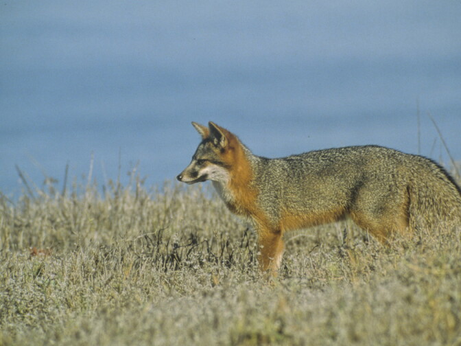 A Santa Cruz Island Fox is shown in the wild on Santa Cruz Island, Channel Islands, California in this photo shared by the U.S. Fish and Wildlife Service.