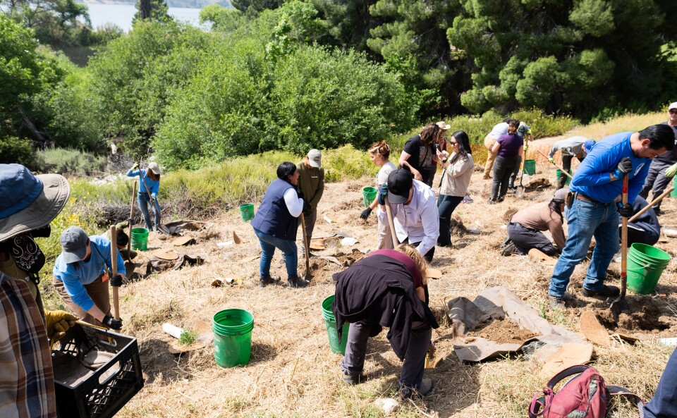 A group of people on a hillside with shovels.