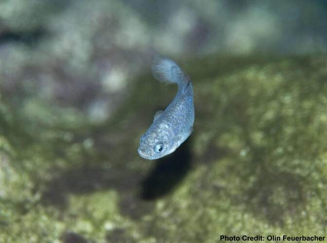 The Devil's Hole pupfish.
