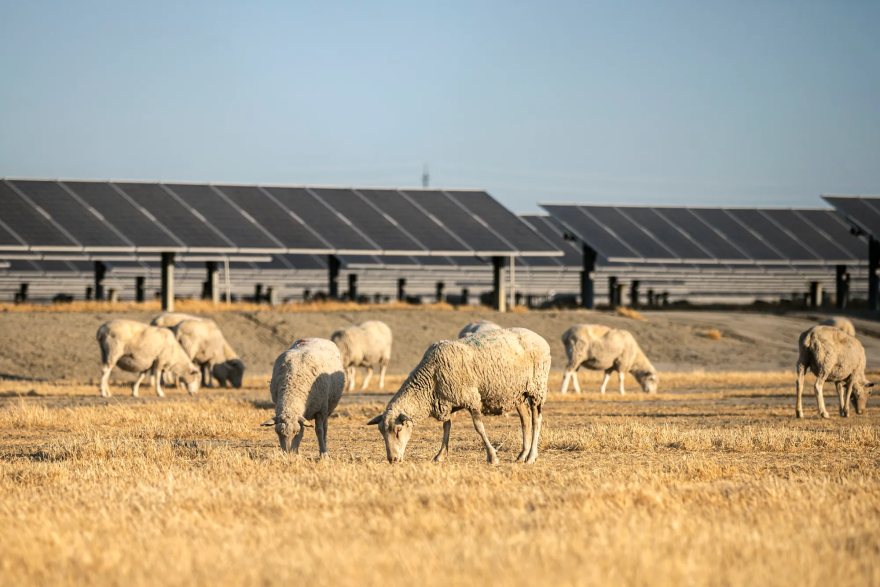A flock of sheep graze in front of solar panels.