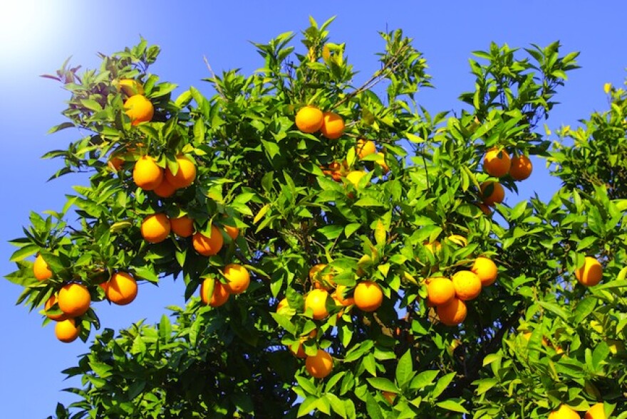 orange-tree-fruit.jpg