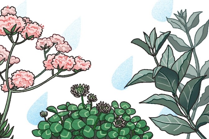 An illustration of a group of plants clustered on a white background with water droplets.