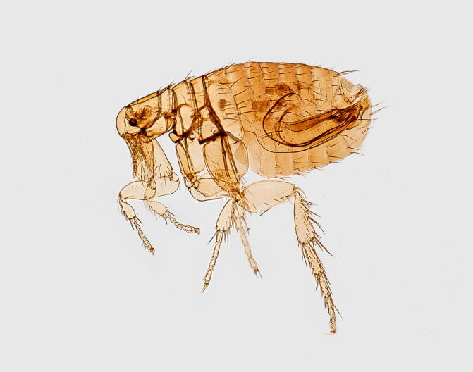 Los Angeles County Sees Rise in Typhus Cases, Officials Urge Precautions