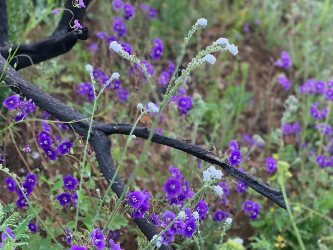 Wildflowers are abundant on the Paramount Ranch hiking trails previously burned during the devastating wildflowers last fall. 