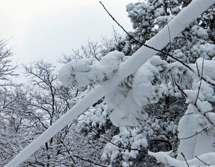 File photo: Fresh snow leads to big problems for utilities when it weighs down trees, branches and power lines.