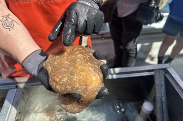 A man wears gloves to hold a large, brown blob of a sea creature with a mottled texture over a tank of water.