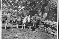 A black and white photos of three donkeys loaded with mining gear. 