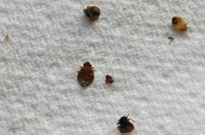 Dead bed bugs lay on a paper towel April 30, 2009 in San Francisco, California. Cases of bed bug infestations are on the rise across the U.S. with many people bringing them into their homes after visiting hotels and airports. 