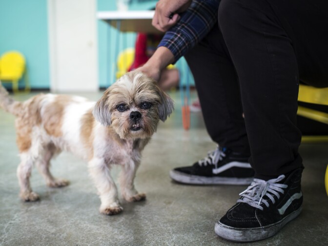 Customers pet dogs for adoption during the grand opening of the Dog Cafe, L.A.'s first-ever dog cafe, in Silver Lake on Thursday, April 7, 2016. The Dog Cafe started originally as a pop-up in downtown L.A., but this storefront is its permanent home.