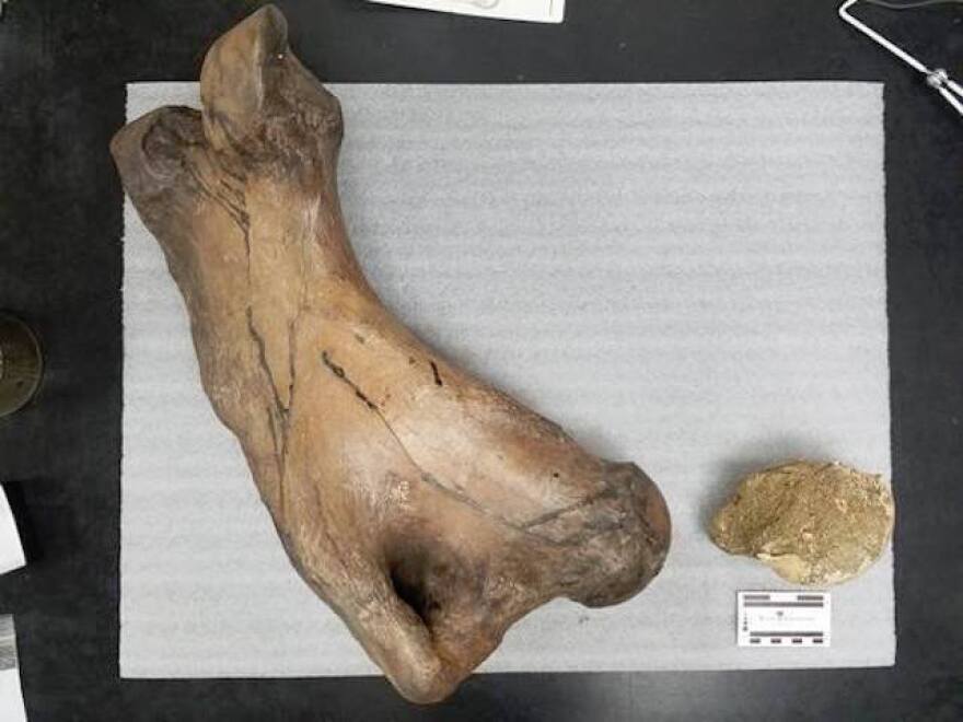 Bone1.jpg