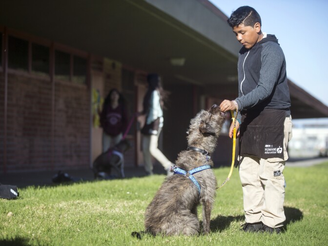Sixth grader Adrian Gonzalez works with Crow during spcaLA's humane education after-school program at Bunche Middle School in Compton on Tuesday afternoon, March 8, 2016. Many of the teens said they enrolled because they like dogs.