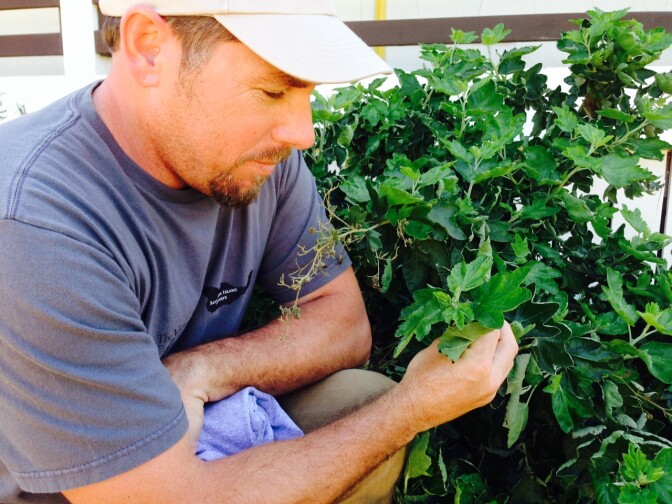 Ecologist John Knapp shows off the Santa Cruz Island bush-mallow plant, only found on the island. He says the leaves are so large and soft because they never had to evolve to be sharp or small to avoid large herbivores like deer. The only natural herbivores on Santa Cruz Island are insects.
