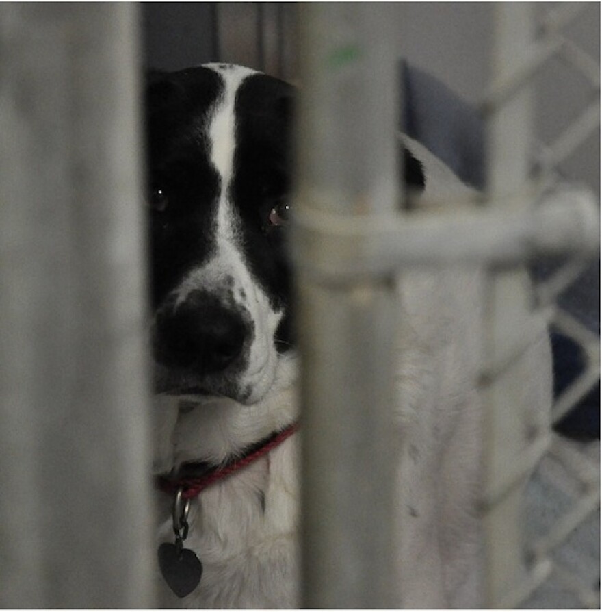 shelter-pet-adoption.jpg