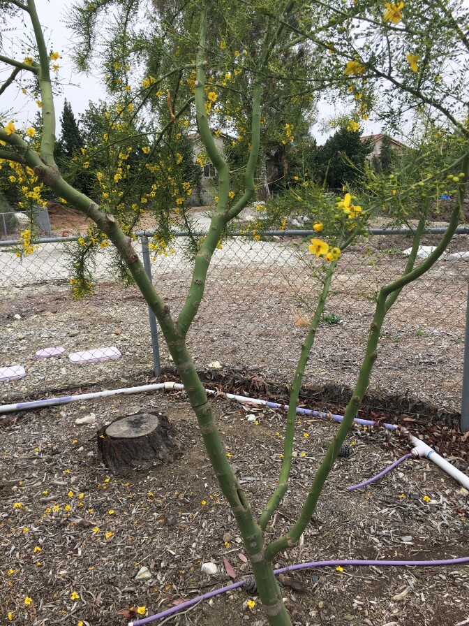 The Desert Museum Palo Verde tree is one of the 12 species selected for the USFS and UC Cooperative Extension's 20-year study. It's pictured growing on a test plot at the Chino Basin Water Conservation District in Montclair, CA on May 2, 2018.