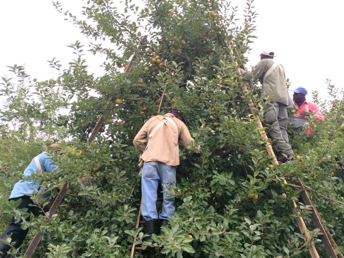 The workers balance their ladders against one another for stability.
