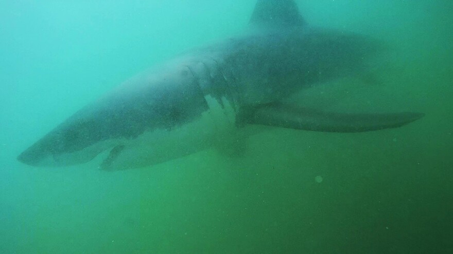 An underwater shot of a white shark.