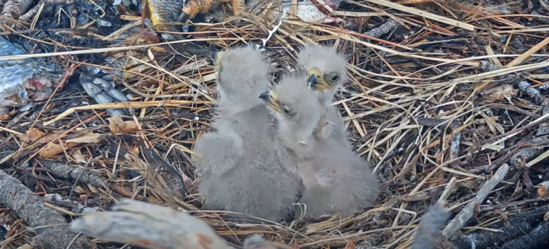 Three fuzzy grey eaglet chicks are huddled together inside a nest.