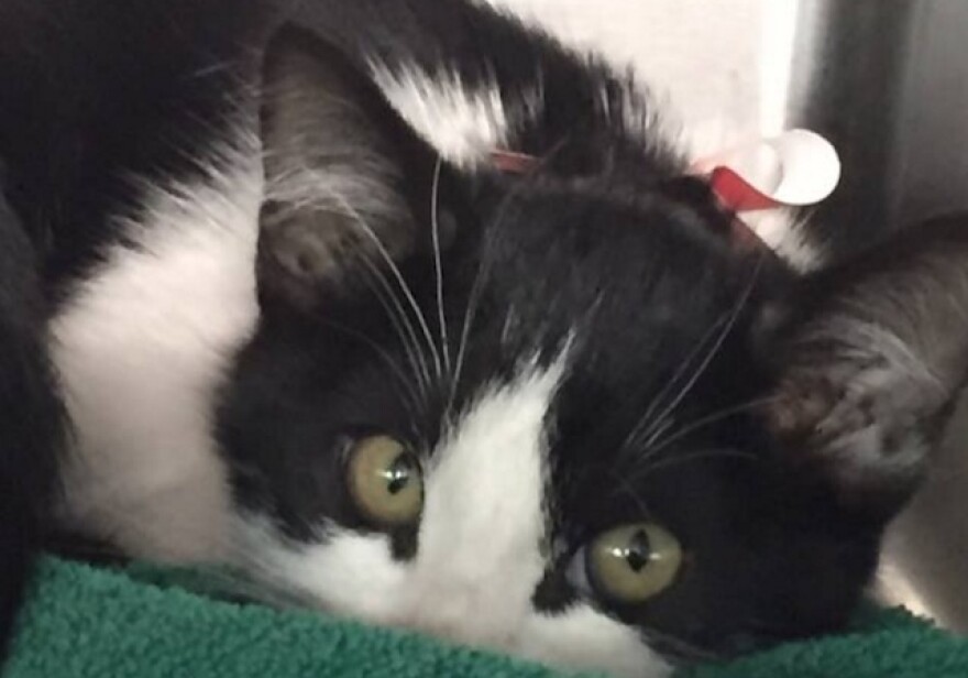 cats.jpg