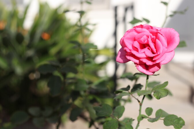 A rose blooms in the courtyard of Good Shepherd Center. 