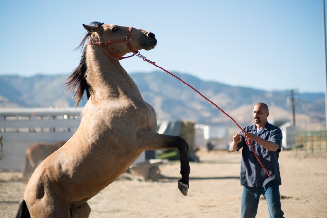 Matthias Schoenaerts stars in "The Mustang," directed by Laure de Clermont-Tonnerre.