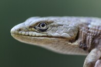 A lizard looking closely at the camera.
