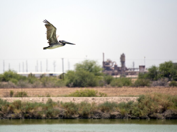 Brown pelicans fly near the Salton Sea and a geothermal energy plant in the Imperial Valley. The birds were recently taken off the endangered species list.
