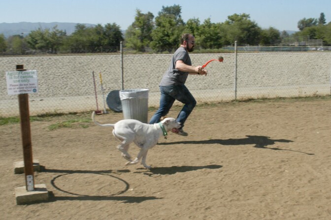 A man and his dog run the canine agility course at the Sepulveda Basin Dog Park.