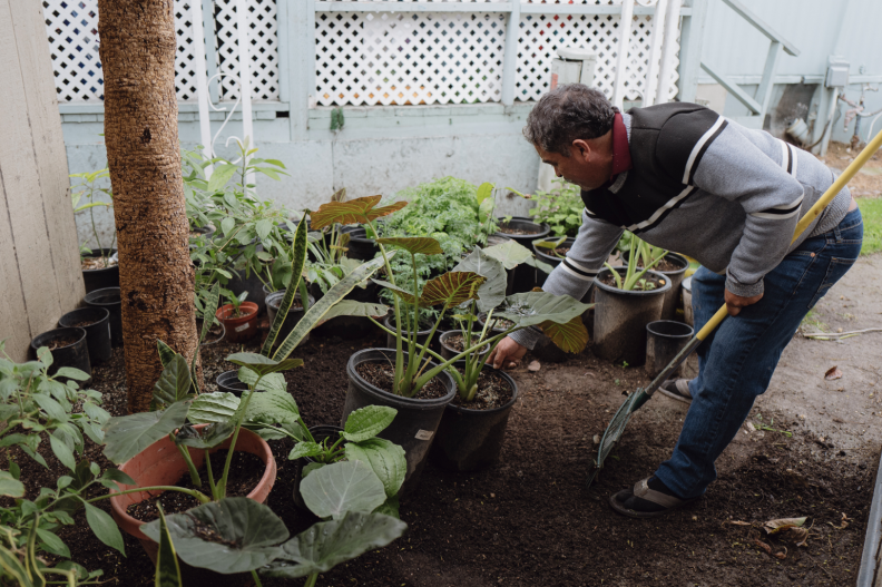 A man with brown skin tone holds a shovel in his left hand as he hunches over to tend to his garden, full of various green plants, at home.