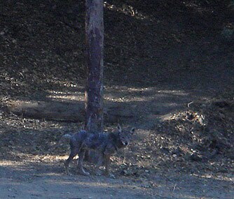 coyote_griffith_park.jpg