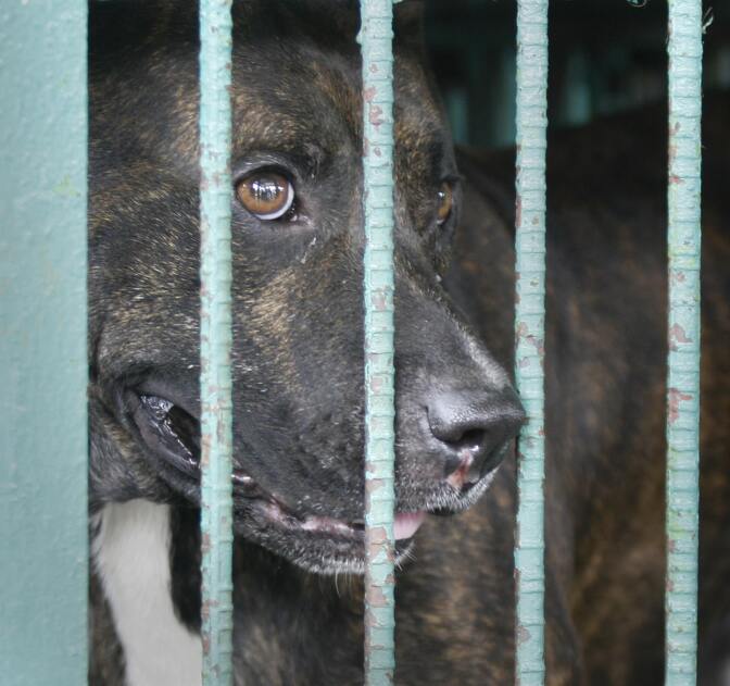 Orange County is proposing mapping out places where dogs considered to be dangerous stay.