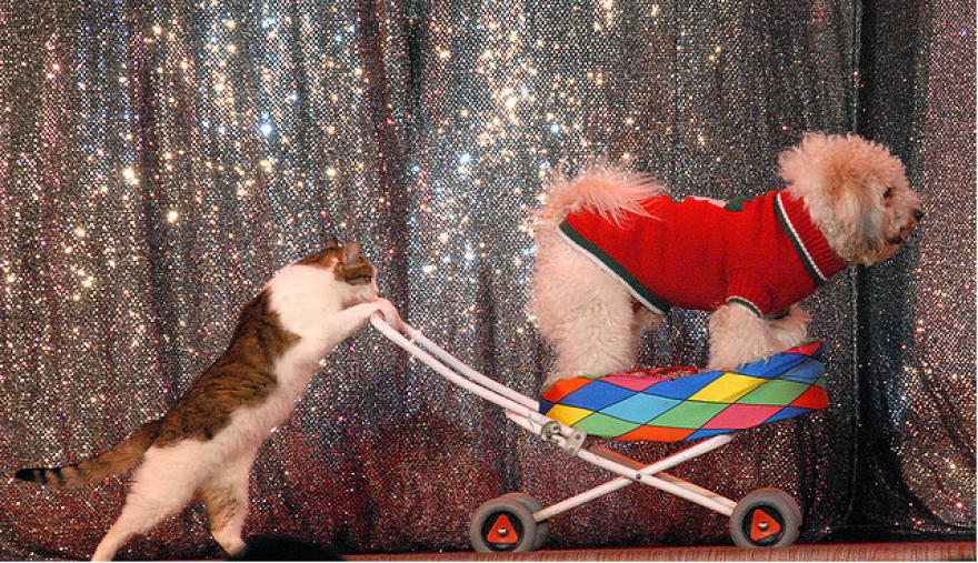 catanddog.png