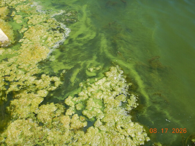 Thick green algae clumps float on water near a shoreline, with swirling algae streaks visible beneath the surface.