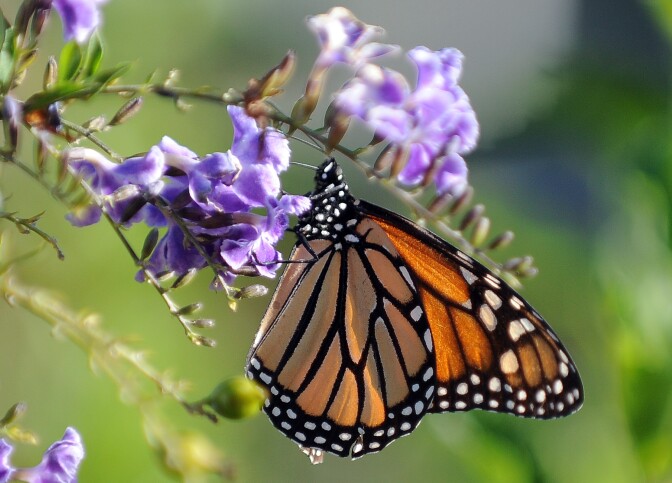A Monarch butterfly is in a flower in Los Angeles, California on October 28, 2010. The Monarch is famous for its southward migration and northward return in summer in the Americas which spans the life of three to four generations of the butterfly. AFP PHOTO / GABRIEL BOUYS (Photo credit should read GABRIEL BOUYS/AFP/Getty Images)