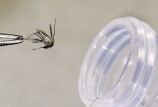 A mosquito being lifted by tweezer and put into a test tube.