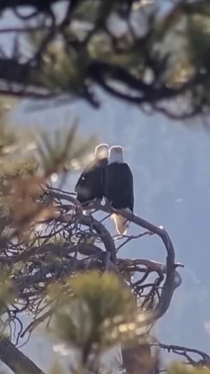 Two bald eagles perched side by side on a pine tree branch, seen from behind, with pine needles framing the shot and a hazy blue sky in the background.