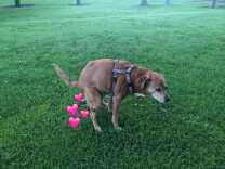 A brown dog is squatting and doing its business in a park with lush green grass