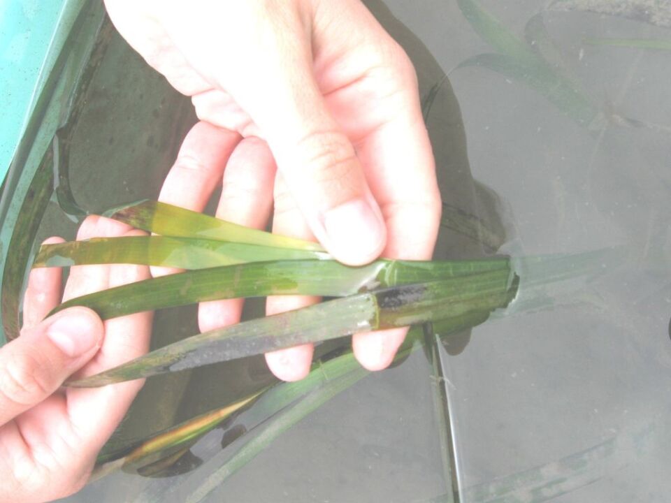 Eelgrass.