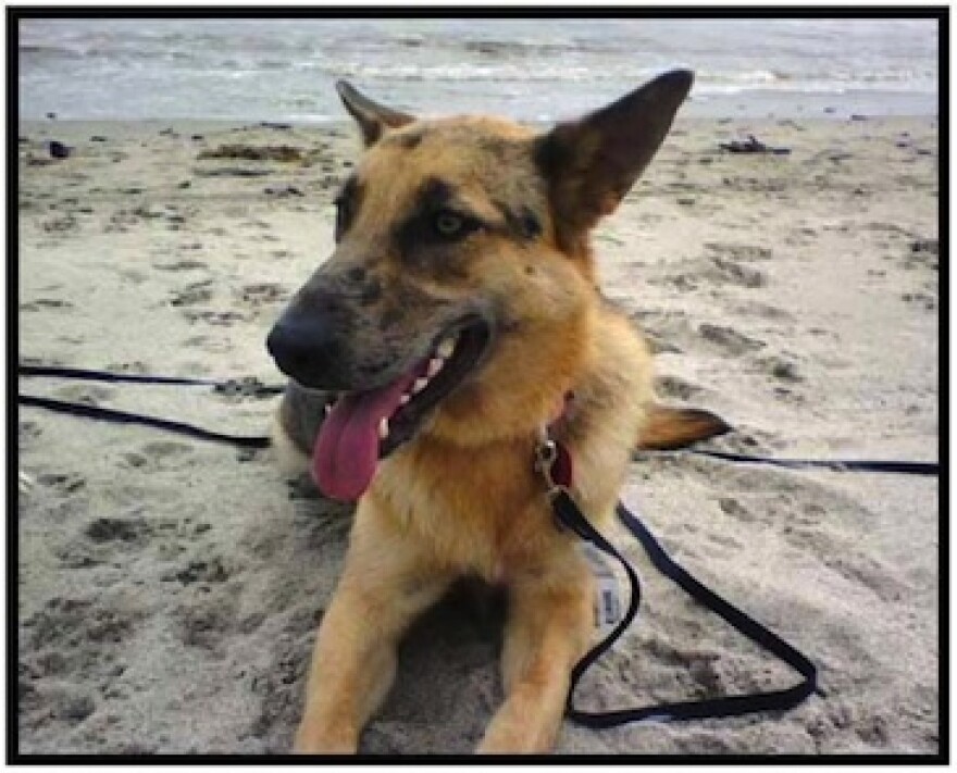 petfinder-adopt-yappyhour.jpg
