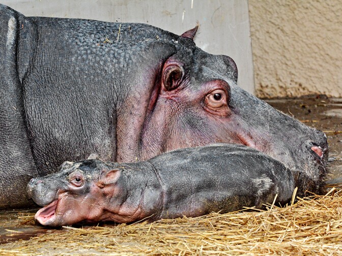 The L.A. Zoo's 10-year-old hippo Mara with her new baby.