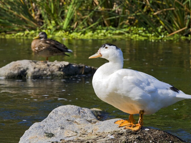 A snow goose (Chen caerulescens) rests on a rock in the Los Angeles River, Glendale Narrows, Elysian Valley.