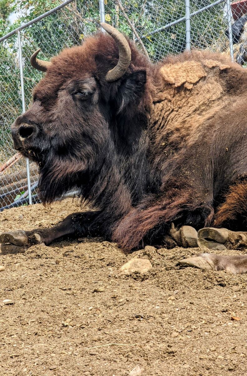 A shot of a brown and black bison laying down on dirt with a fence behind it
