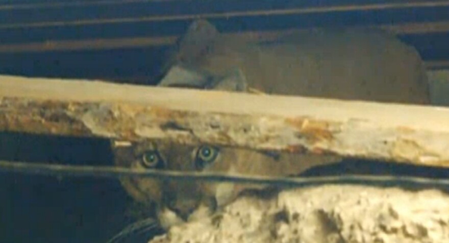 This image, taken from a live feed on NBC 4's website, shows mountain lion P-22 stuck in the crawl space of a Los Feliz home.