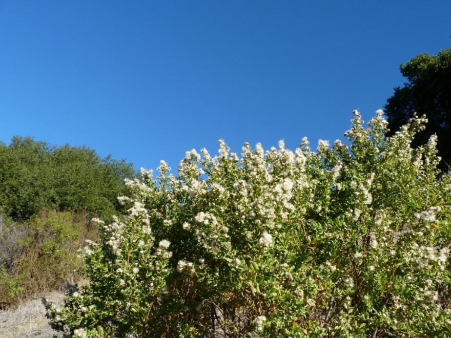 File photo of coyote brush.