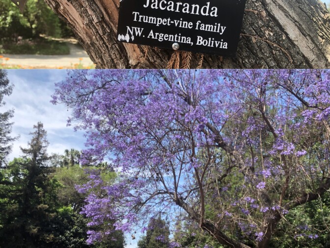 A Jacaranda tree at the L.A. Arboretum.