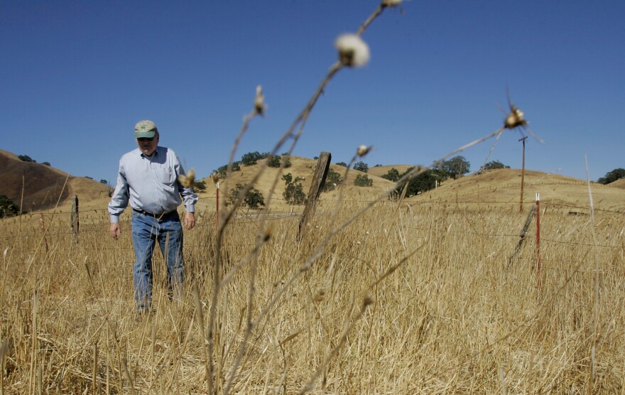 Joe Gonzales walks on his ranch in Gilroy, Calif., Tuesday, Oct. 14, 2008. California's worst drought in decades is forcing the state's cattle ranchers to downsize their herds because two years of poor rainfall have ravaged millions of acres of rangeland used to feed their cows and calves.