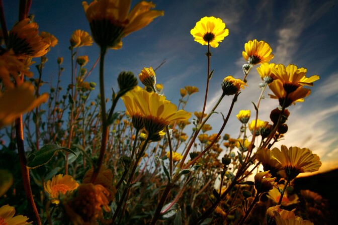 AMBOY, CA - FEBRUARY 29:  Desert sunflowers begin the annual desert bloom at sunrise near Amboy Crater National Natural Landmark as a near-normal rain season follows a near-record dry season that lead to a wave of massive wildfires across southern California in 2007, on February 29, 2008 near Amboy, California. Weather experts are saying that it would take years of above-normal rainfall to refill the shrinking reservoirs of the West and to recover from a drought that has plagued western states since the end of the 1990s. Very few wildflowers were seen in California deserts in 2007. Amboy Crater is a symmetrically-shaped cinder cone near Mojave National Preserve in one of the youngest volcanic fields in the nation. The last eruption period occurred 500 years ago.  (Photo by David McNew/Getty Images)