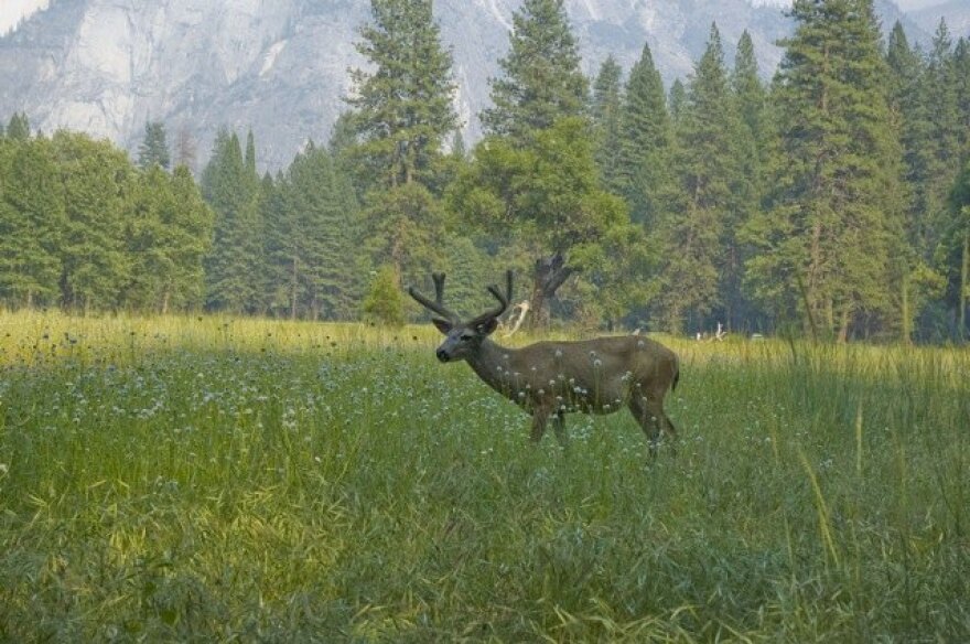 yosemitedeer.jpg