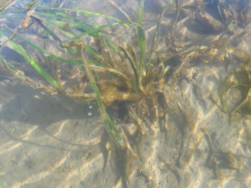 Eelgrass, under the water.
