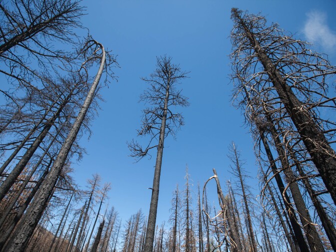 Burned trees—mostly Jeffrey pines and White firs—on Poopout Hill, a high-intensity burn area one year after the Lake Fire in the San Bernardino National Forest on Wednesday, July 20, 2016.